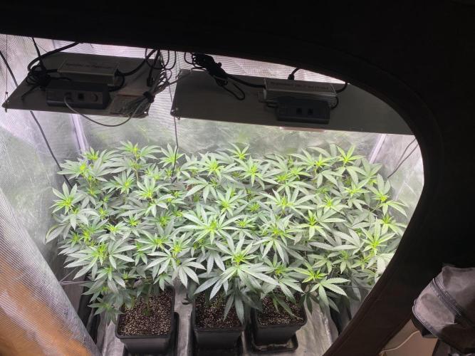 Grape Gas S1. Week 6