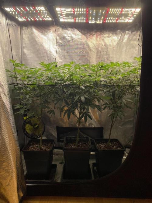Grape Gas S1. Week 6