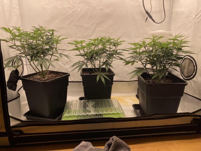 Gorilla coockies Pheno winner run. Week 5