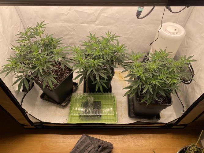 Gorilla coockies Pheno winner run. Week 5