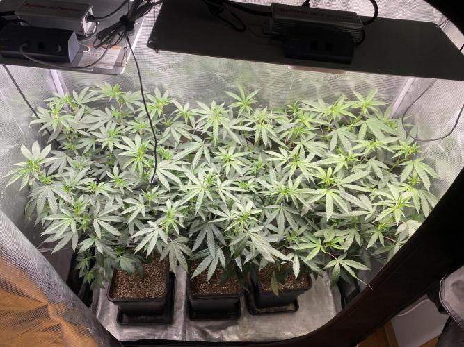 Grape Gas S1. Week 6