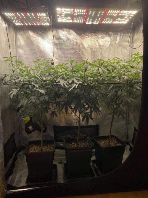 Grape Gas S1. Week 6