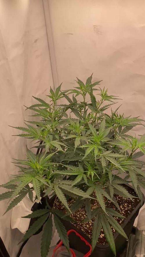 Gorilla coockies Pheno winner run