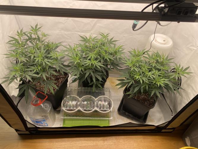 Gorilla coockies Pheno winner run. Week 5