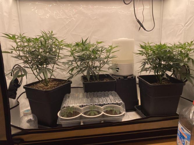 Gorilla coockies Pheno winner run. Week 5