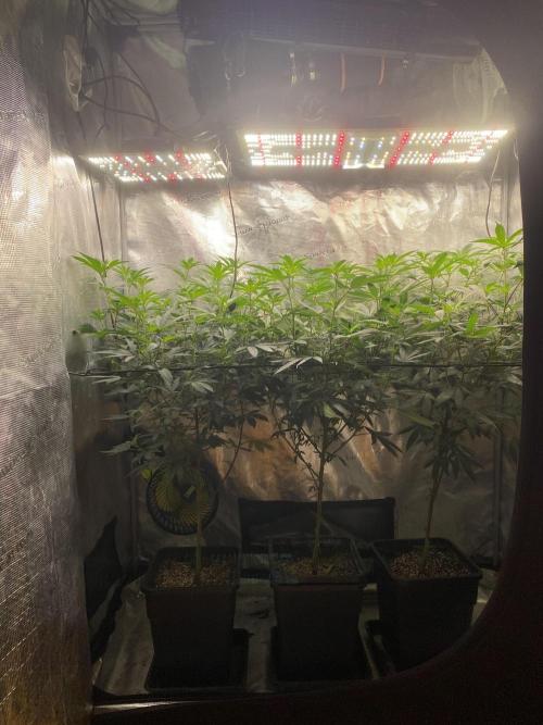Grape Gas S1. Week 6