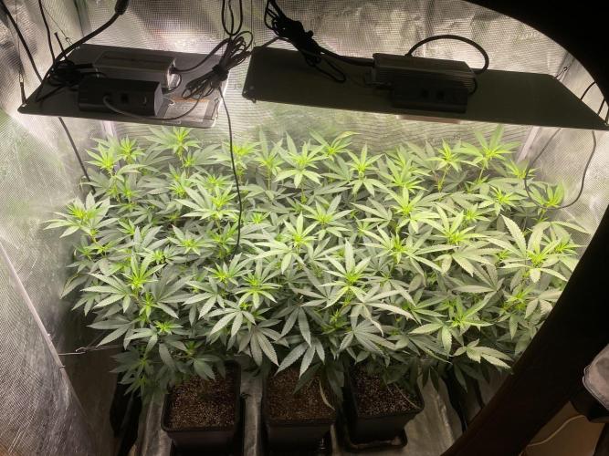 Grape Gas S1. Week 6