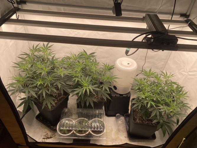 Gorilla coockies Pheno winner run. Week 5