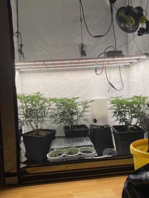 Gorilla coockies Pheno winner run. Week 5