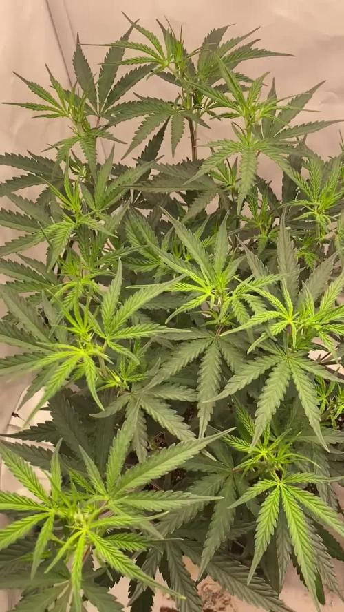 Gorilla coockies Pheno winner run