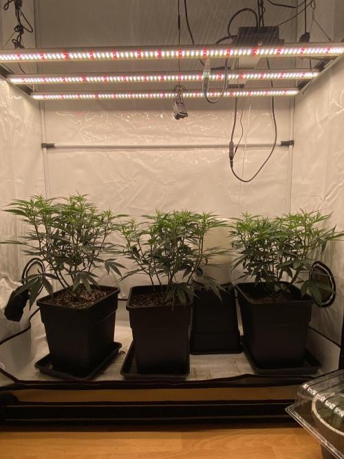 Gorilla coockies Pheno winner run. Week 6