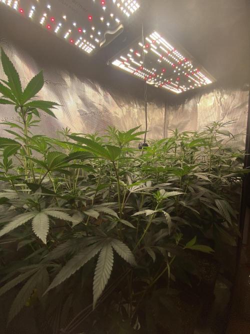 Grape Gas S1. Week 7