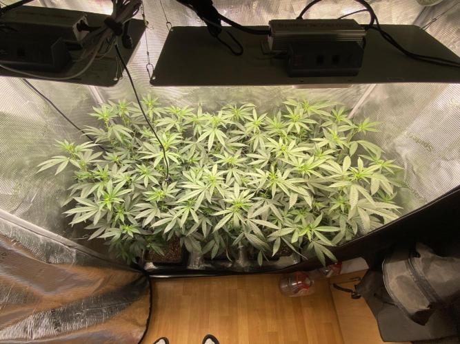 Grape Gas S1. Week 7
