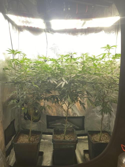 Grape Gas S1. Week 7