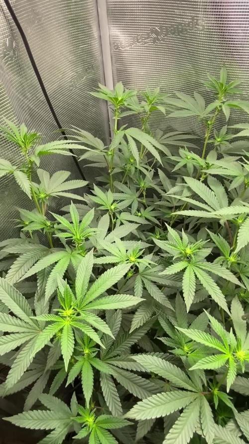 Grape Gas S1