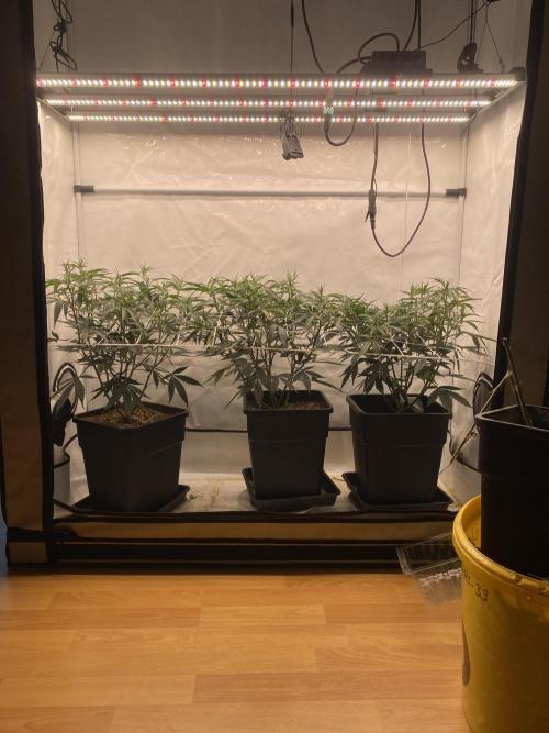 Gorilla coockies Pheno winner run. Week 6
