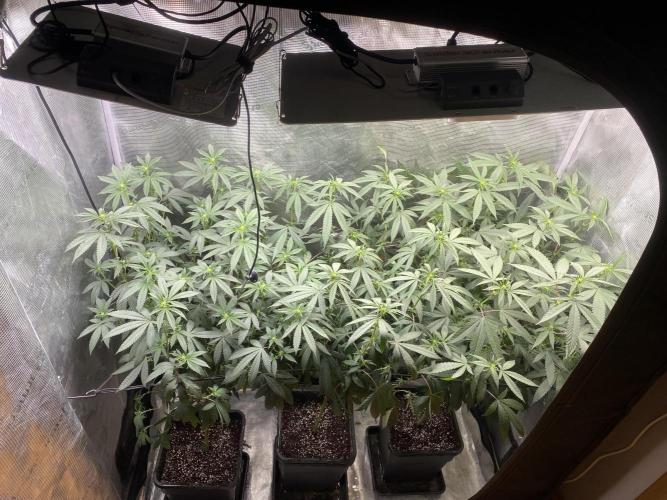 Grape Gas S1. Week 7