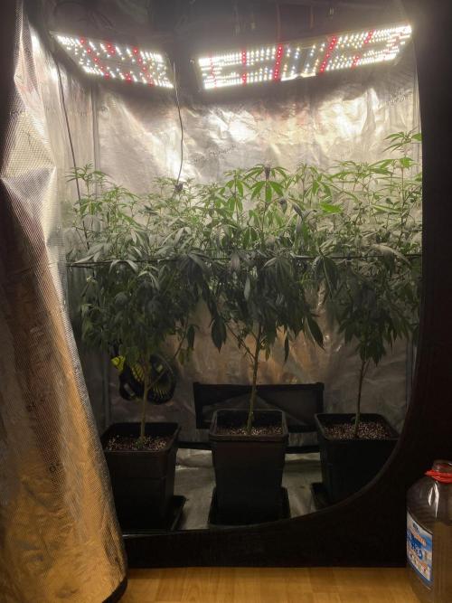 Grape Gas S1. Week 7