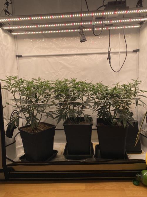 Gorilla coockies Pheno winner run. Week 6