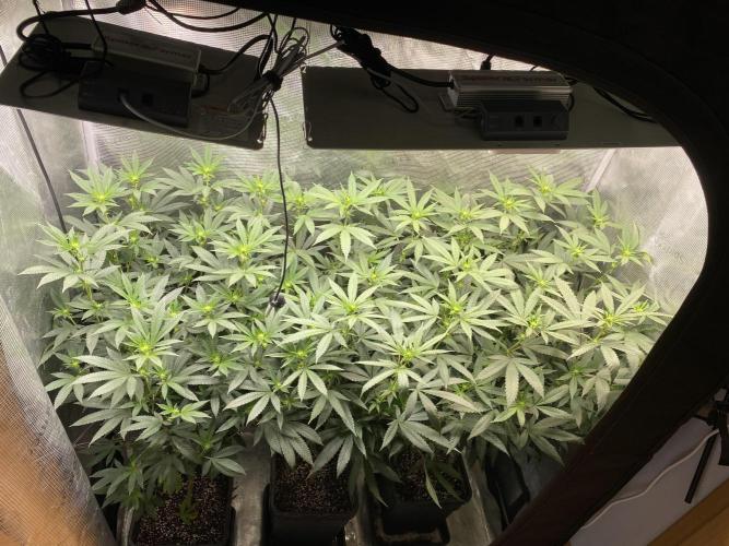 Grape Gas S1. Week 7