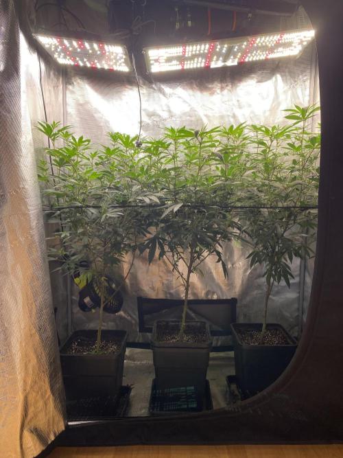 Grape Gas S1. Week 7
