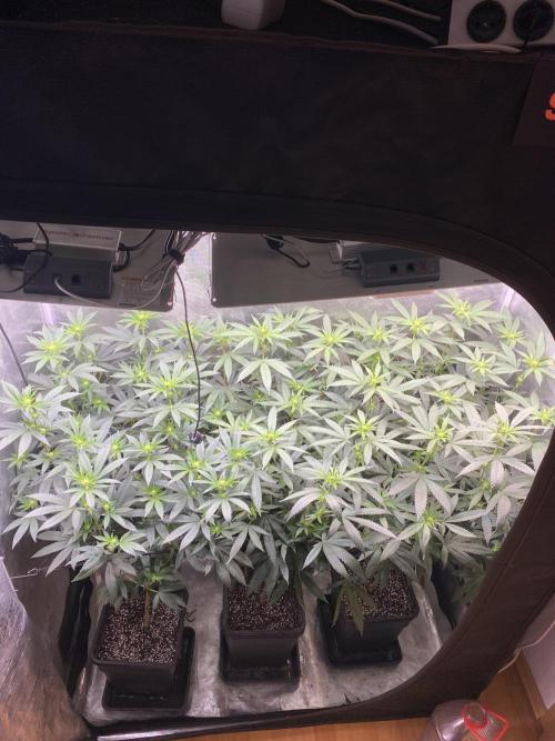 Grape Gas S1. Week 7