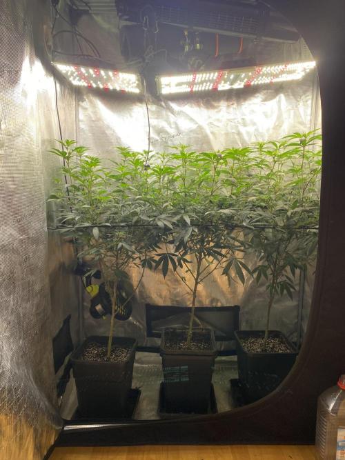 Grape Gas S1. Week 7