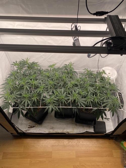 Gorilla coockies Pheno winner run. Week 6