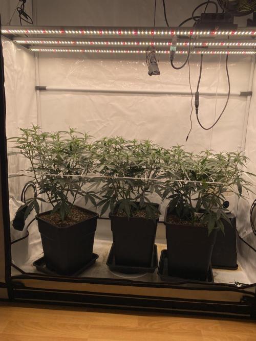 Gorilla coockies Pheno winner run. Week 6
