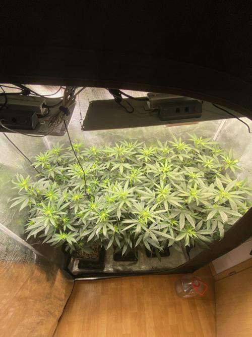 Grape Gas S1. Week 7