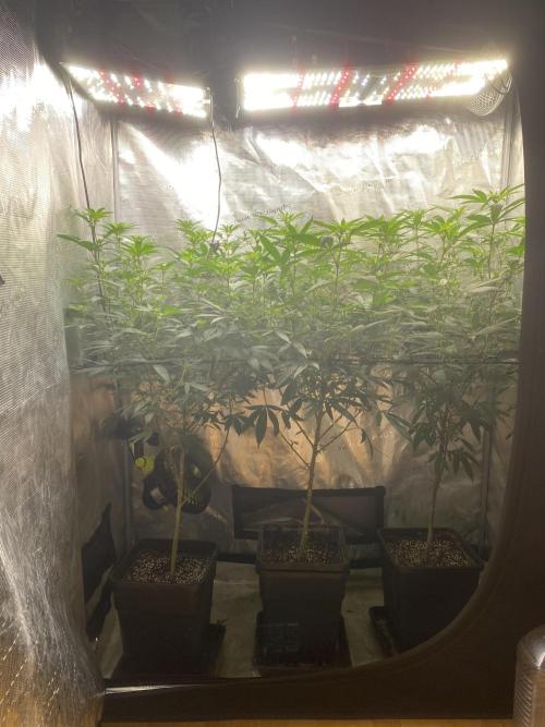 Grape Gas S1. Week 7