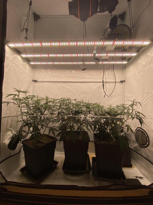 Gorilla coockies Pheno winner run. Week 6