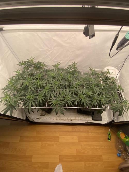 Gorilla coockies Pheno winner run. Week 6