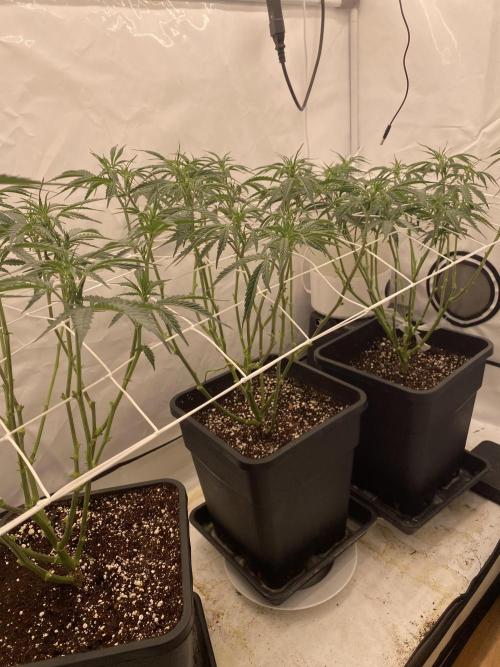 Gorilla coockies Pheno winner run. Week 6