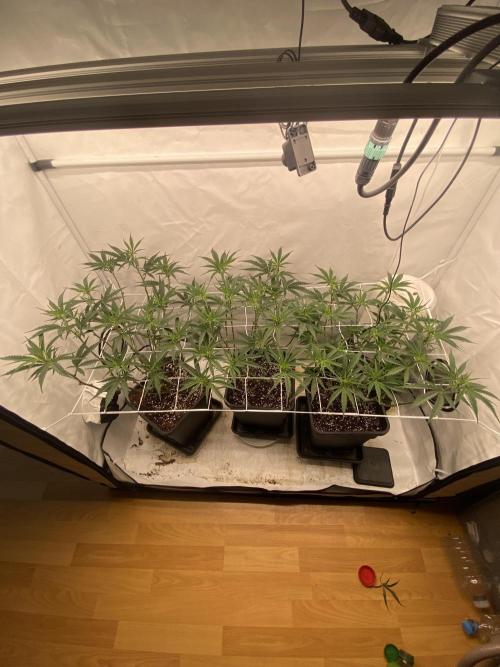 Gorilla coockies Pheno winner run. Week 6