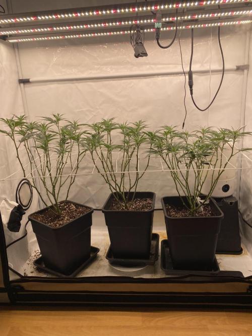 Gorilla coockies Pheno winner run. Week 6
