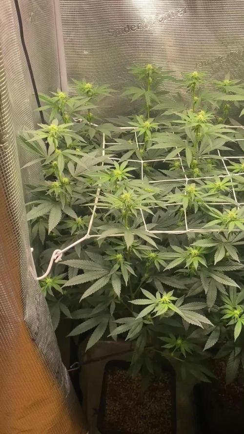 Grape Gas S1