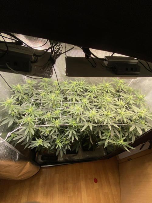Grape Gas S1. Week 8