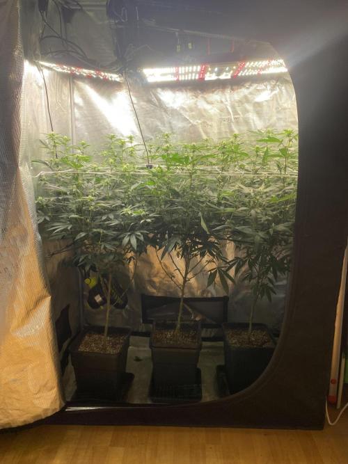 Grape Gas S1. Week 8