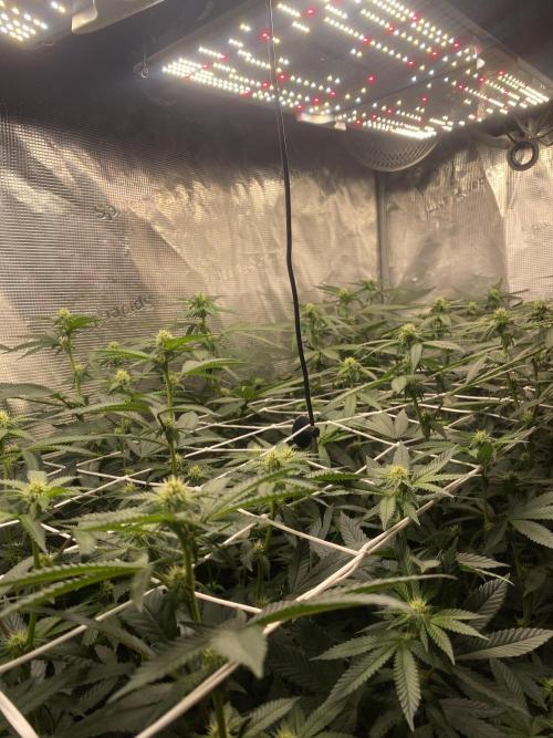 Grape Gas S1. Week 8