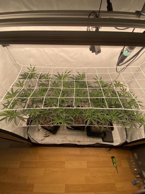 Gorilla coockies Pheno winner run. Week 7