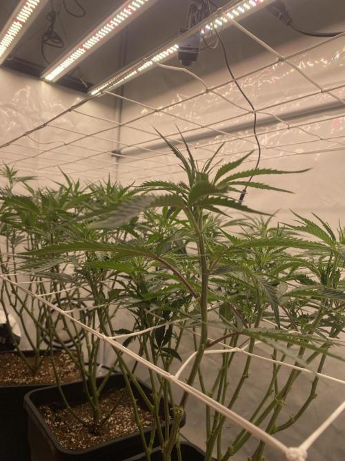 Gorilla coockies Pheno winner run. Week 7
