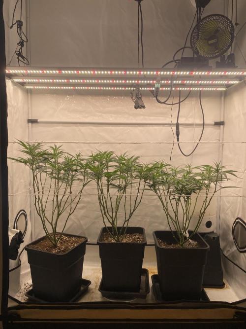 Gorilla coockies Pheno winner run. Week 7