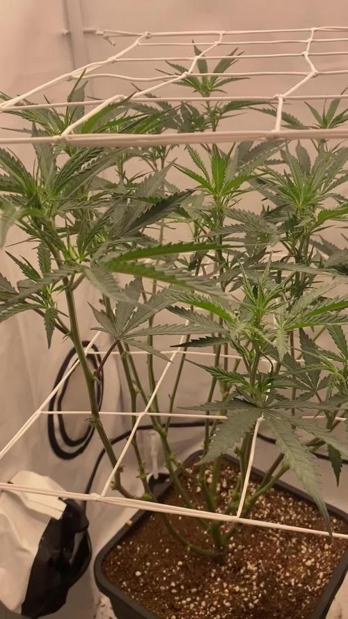 Gorilla coockies Pheno winner run