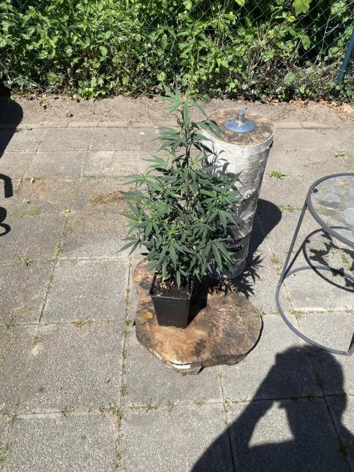 Outdoor Gorilla coockies FF. Week 7