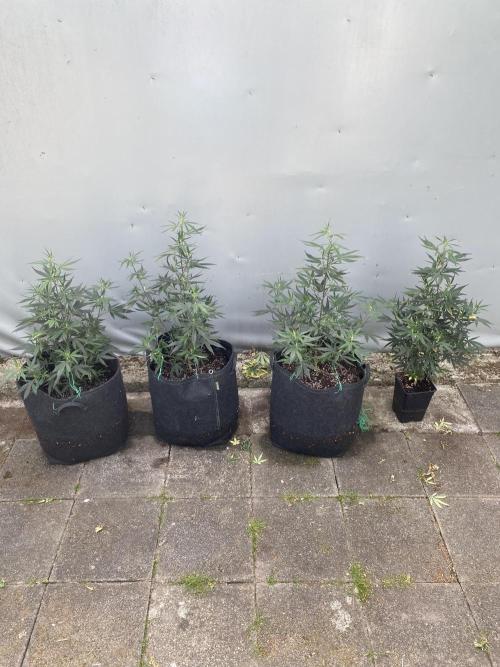 Outdoor Gorilla coockies FF. Week 7