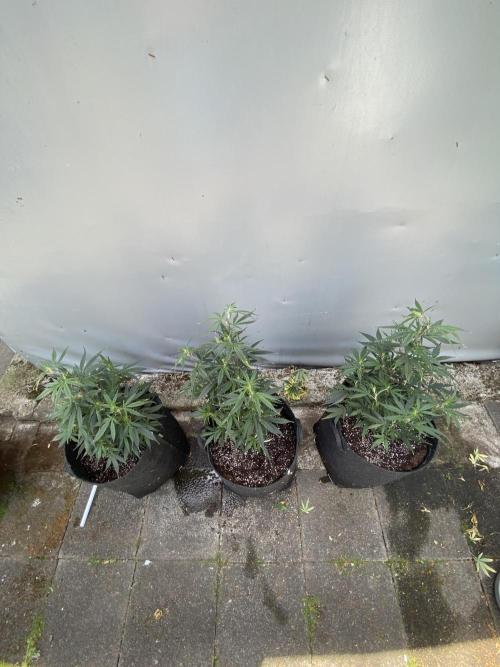 Outdoor Gorilla coockies FF. Week 7