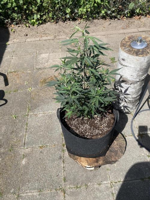 Outdoor Gorilla coockies FF. Week 7