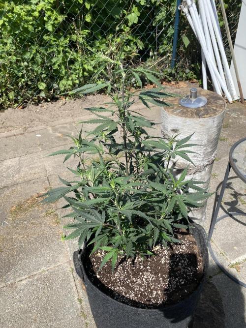 Outdoor Gorilla coockies FF. Week 7