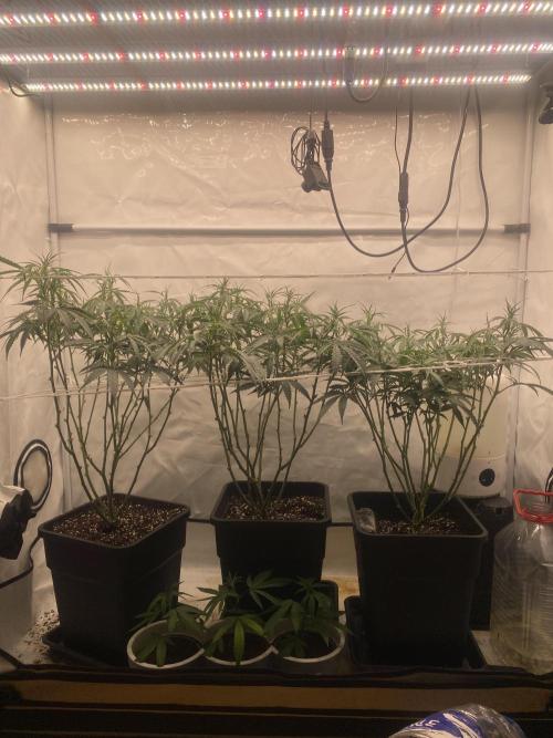 Gorilla coockies Pheno winner run. Week 7